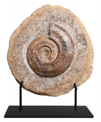 Аммонит Harpoceras sp.
