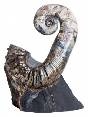 Аммонит Audouliceras sp.