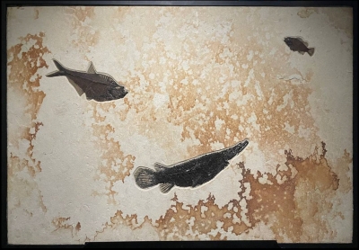 Рыбы Atractosteus Lapidosteus, Priscacara и Diplomystus sp.
