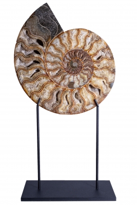 Аммонит Cleoniceras sp.