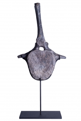 Позвонок Hypacrosaurus vertebrae