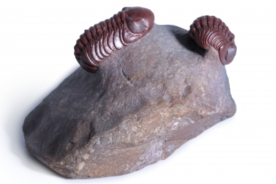 Трилобиты Adrisiops weugi