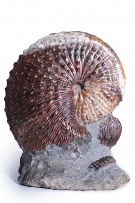 Аммонит Hoploscaphites nebrascensis