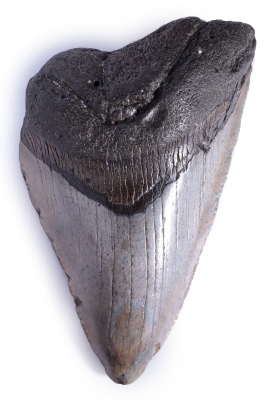 Зуб мегалодона 10,5 см