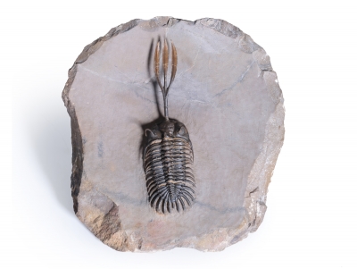 Трилобит Walliserops sp.