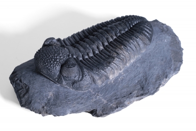 Трилобит Phacops sp.