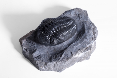 Трилобит Pedinopariops vagabundus