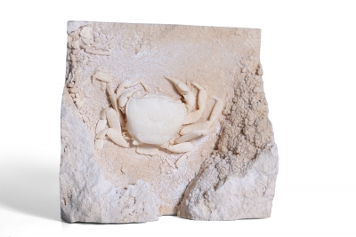 Краб Potamon potamios