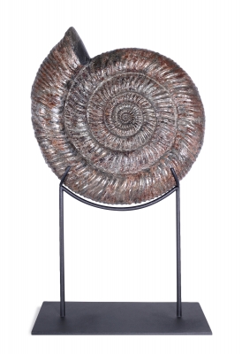 Аммонит Speetoniceras Versicolor