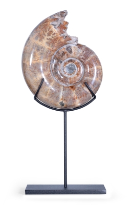 Аммонит Lytoceras sp.