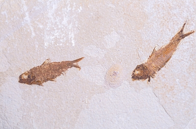 Рыбы Knightia sp. 