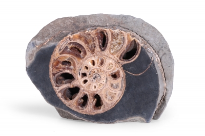 Аммонит Parahoplites sp.