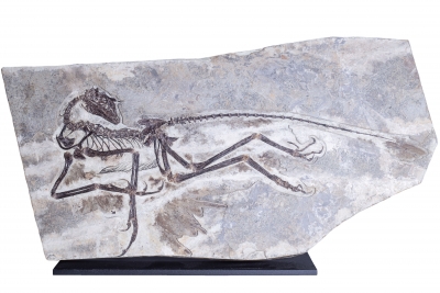 Скелет динозавра Anchiornis huxleyi