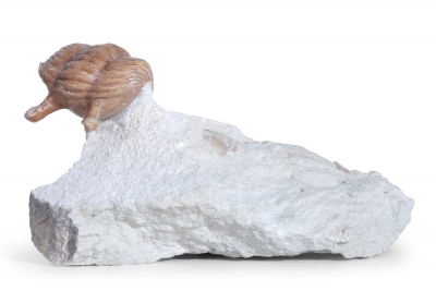 Трилобит Asaphus kowalewskii