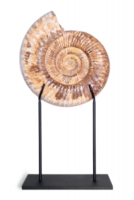 Аммонит Perisphinctes sp.