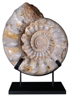 Аммонит Kranaosphinctes sp.