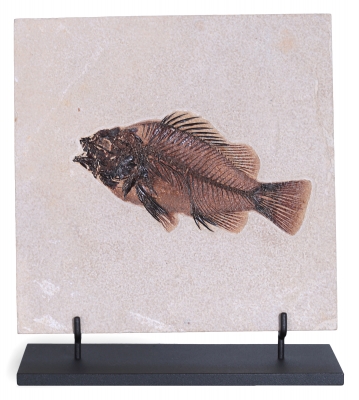 Рыба Priscacara sp.