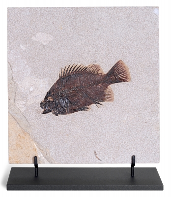 Рыба Priscacara sp.
