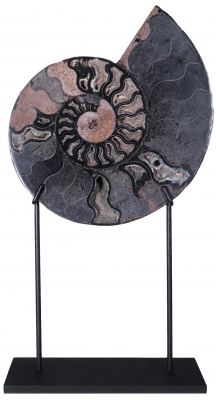 Аммонит Cleoniceras sp.