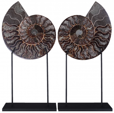 Аммонит Cleoniceras sp.