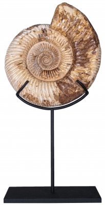 Аммонит Perisphinctes sp.