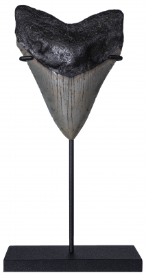 Зуб мегалодона 10 см