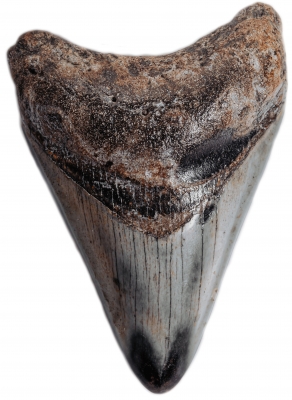 Зуб мегалодона 7,5 см