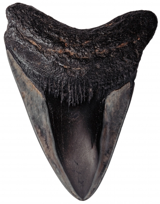 Зуб мегалодона 9,2 см