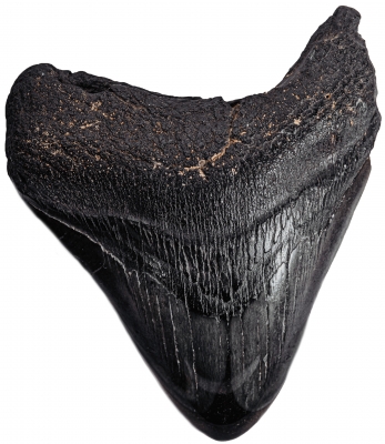 Зуб мегалодона 7,8 см