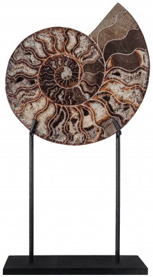 Аммонит Cleoniceras sp.