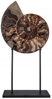 Аммонит Cleoniceras sp.