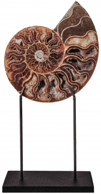 Аммонит Cleoniceras sp.