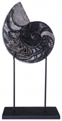 Наутилус Cymatoceras sp.