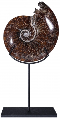 Аммонит Cleoniceras sp.