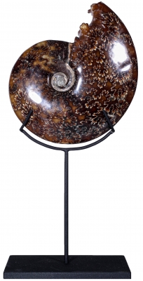 Аммонит Cleoniceras sp.