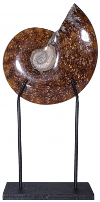 Аммонит Cleoniceras sp.