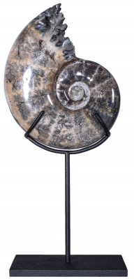 Аммонит Lytoceras sp.