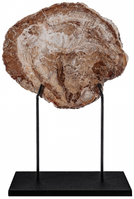 Окаменелое дерево