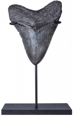 Зуб мегалодона 9,5 см