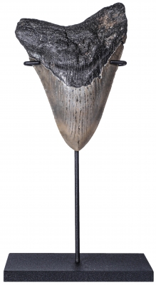 Зуб мегалодона 9,8 см