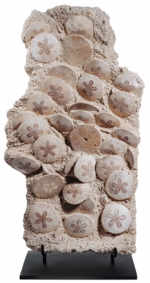 Морские ежи Scutella stellata