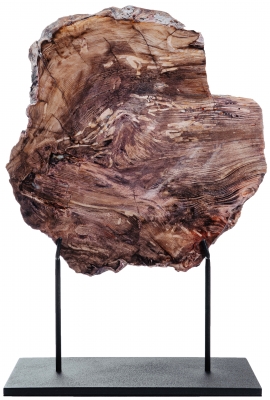 Окаменелый кедр