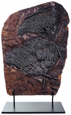 Морская лилия (криноидея)