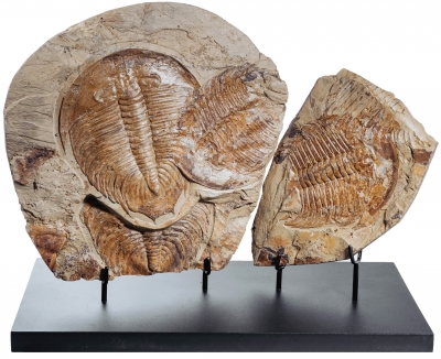 Трилобиты Dikelokephalina sp.