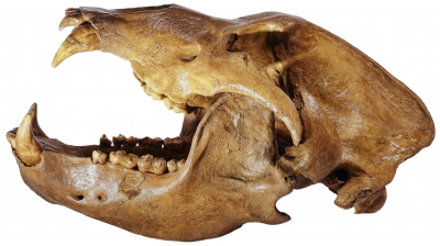 Череп пещерного медведя Ursus spelaeus