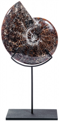 Аммонит Cleoniceras sp.