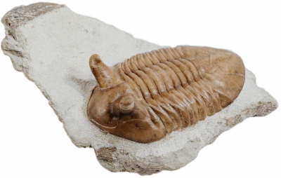 Трилобит Asaphus punctatus