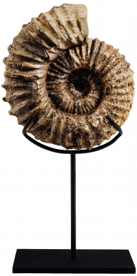 Аммонит Parahoplites sp.