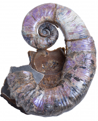 Аммонит Audouliceras sp.