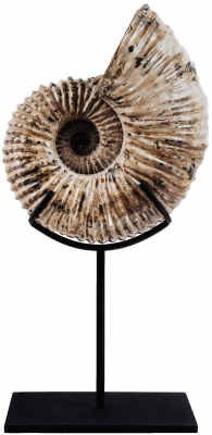 Аммонит Douvilleiceras sp.